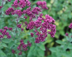 Origanum 'Rosenkuppel' (oregano)