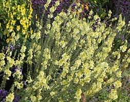 Verbascum (Cotswold Group) 'Gainsborough' (mullein)