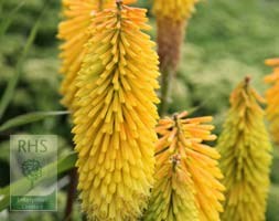 red hot poker