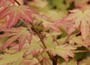 Japanese Maple