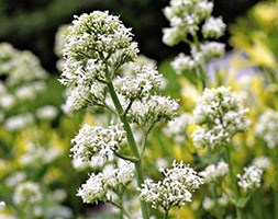 Centranthus ruber 'Albus' (valerian)