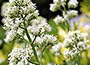 valerian