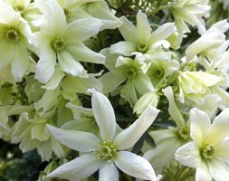 clematis (group 1)
