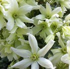 Clematis Nunn's Gift