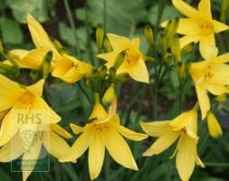 Hemerocallis lilioasphodelus (daylily)