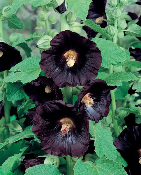 hollyhock (Althea) hollyhock (Althea)