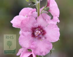 mullein