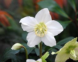 Helleborus niger (Christmas rose)