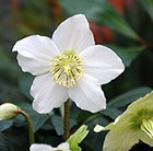 Christmas rose