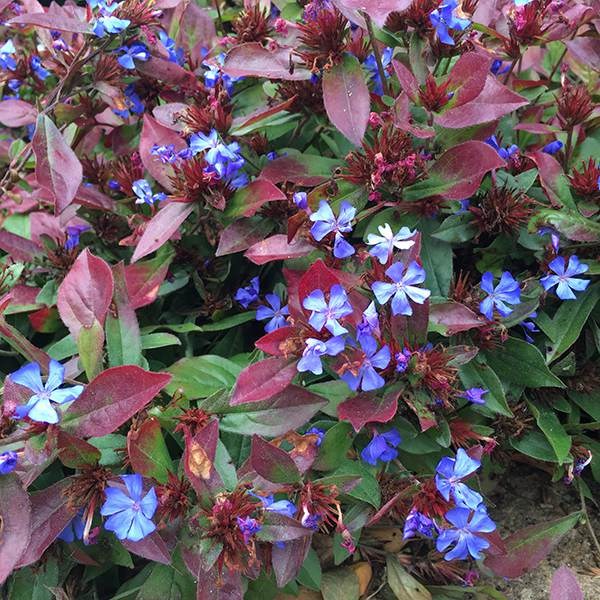 hardy plumbago hardy plumbago