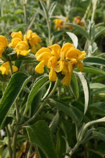 Jerusalem sage Jerusalem sage