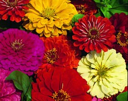 Zinnia 'Dahlia Flowered Mixed' (zinnia)