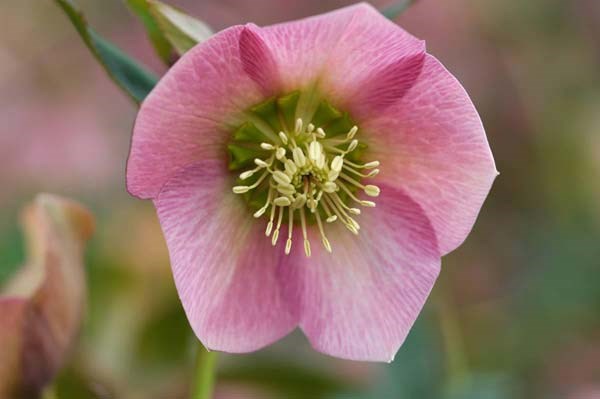 lenten rose lenten rose