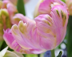 Tulipa 'Weber's Parrot' (parrot tulip bulbs)