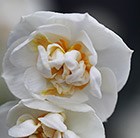 Narcissus Bridal Crown
