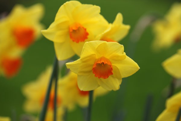 large cupped daffodil bulbs large cupped daffodil bulbs