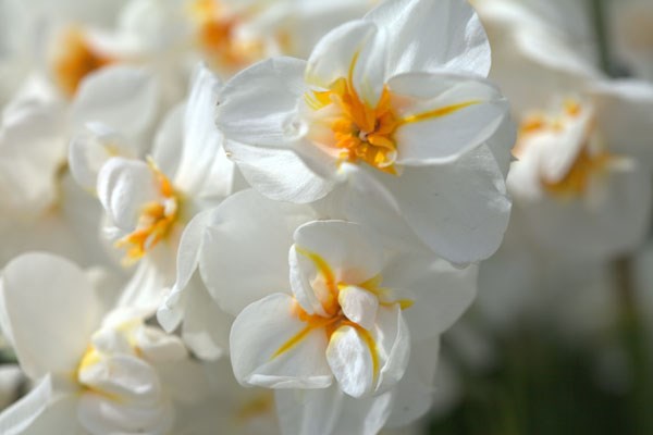 double daffodil bulbs double daffodil bulbs