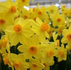 Narcissus Grand Soleil d'Or