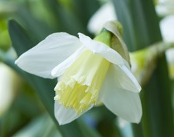 Narcissus 'Ice Follies' (large cupped daffodil bulbs)