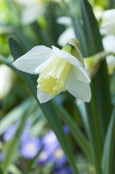 large cupped daffodil bulbs large cupped daffodil bulbs