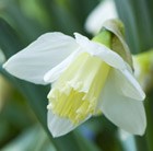 Narcissus Ice Follies