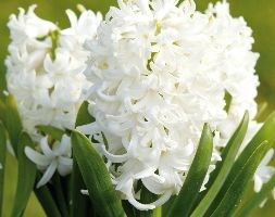 Hyacinthus orientalis 'White Pearl' ('prepared' hyacinth bulbs)