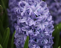 Hyacinthus orientalis 'Sky Jacket' (garden hyacinth bulbs)