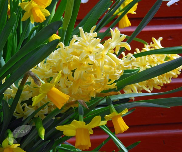 garden hyacinth bulbs garden hyacinth bulbs