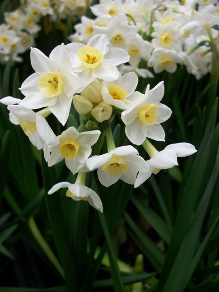 tazetta daffodil bulbs tazetta daffodil bulbs