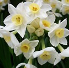 Narcissus Grand Primo