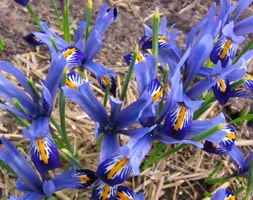 Iris 'Gordon' (Reticulata) (iris bulbs)