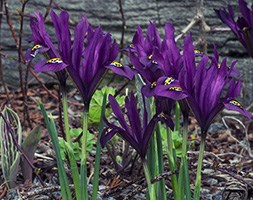 Iris 'Pauline' (Reticulata) (iris bulbs)