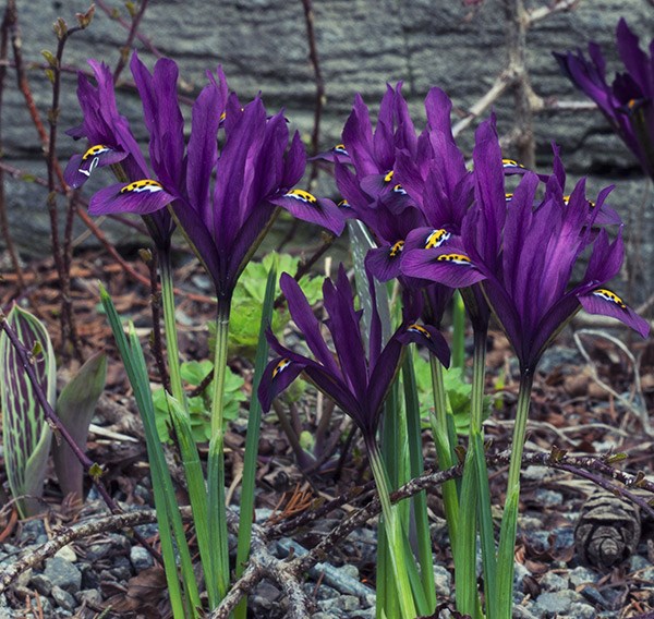 iris bulbs iris bulbs