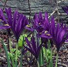 Iris Pauline (Reticulata)