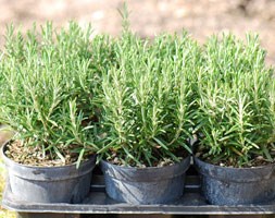 Rosmarinus officinalis (rosemary)