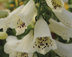 Digitalis purpurea 'Dalmatian Crème (Dalmatian Series)' (foxglove)