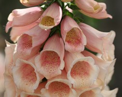 Digitalis purpurea 'Dalmatian Peach' (Dalmatian Series) (foxglove)