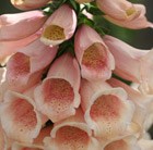 Digitalis purpurea Dalmatian Peach