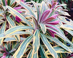 Euphorbia x martini 'Ascot Rainbow' (spurge)