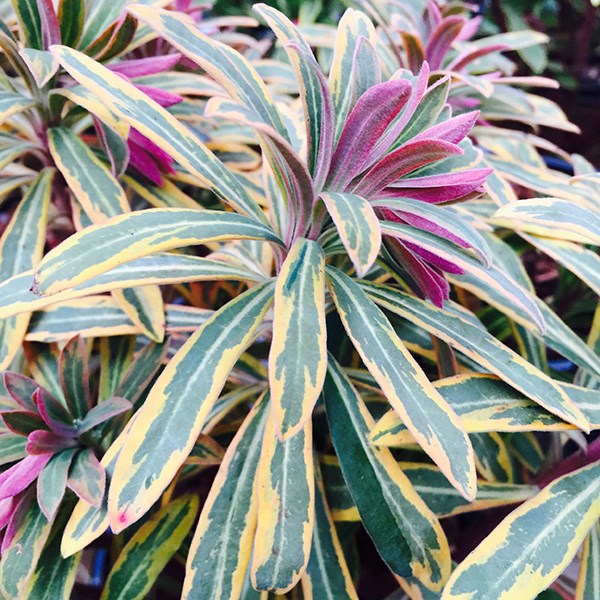 spurge spurge