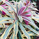 Euphorbia × martini Ascot Rainbow