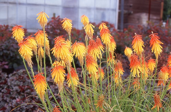 red hot poker red hot poker