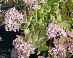 Sedum 'Thundercloud' (stonecrop)