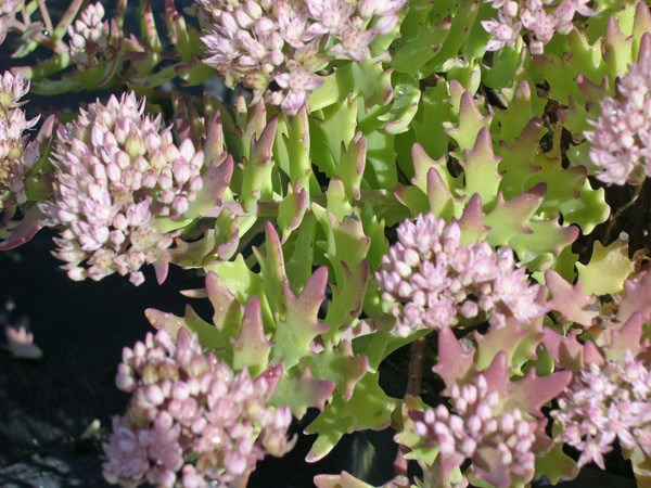stonecrop stonecrop