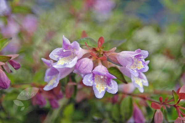 abelia abelia