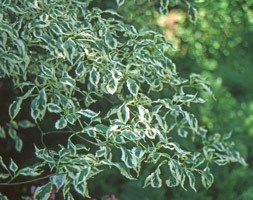 Cornus alternifolia 'Argentea' (pagoda dogwood)