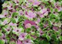 hydrangea