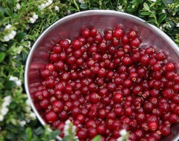 Vaccinium vitis-idaea 'Red Candy (PBR)' (cowberry)