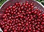 cowberry