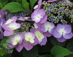 Hydrangea macrophylla (Flair&Flavours) Blueberry Cheesecake  ('MAK20') (hydrangea)